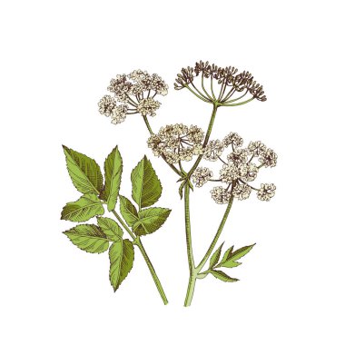 El yapımı Ashweed. Şifalı bitki.