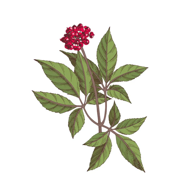 Hand-drawn Chinese ginseng. Medicinal herb — Stock Vector