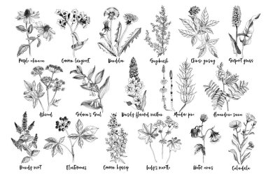 Hand drawn monochrome set of healing herbs clipart