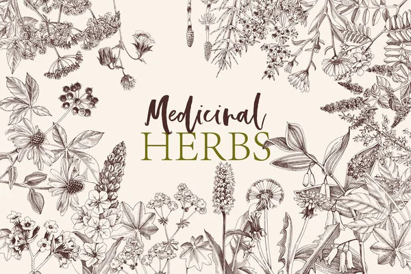Sfondo disegnato a mano di erbe medicinali — Vettoriale Stock