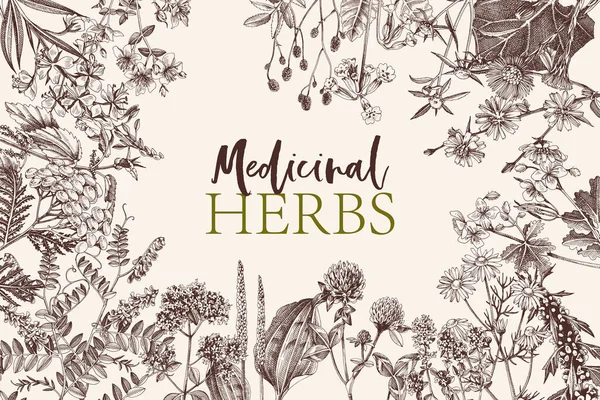 Hand drawn background of medicinal herbs Royalty Free Stock Vectors