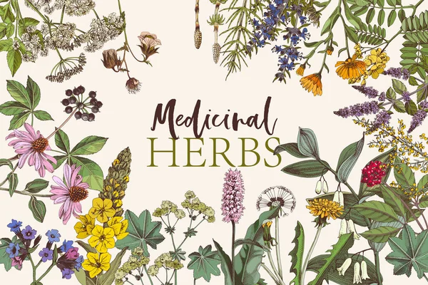 Hand drawn background of medicinal herbs Vector Graphics