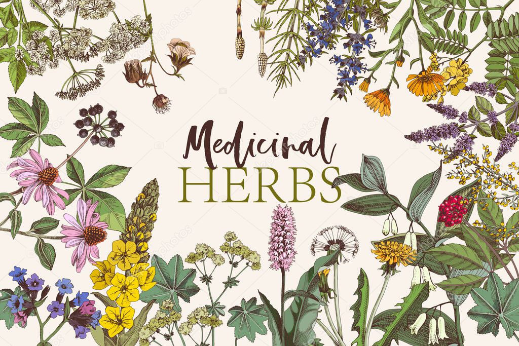 Hand drawn background of medicinal herbs