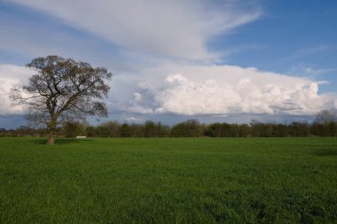 A lonely tree in a green field with more trees in the background under a cloudy blue sky showing the tranquil and peaceful nature of the English countryside
