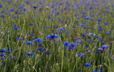Yazın kornefield 'da mavi çiçek