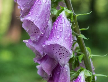 Yazın ormanda açan mor dijitalis.
