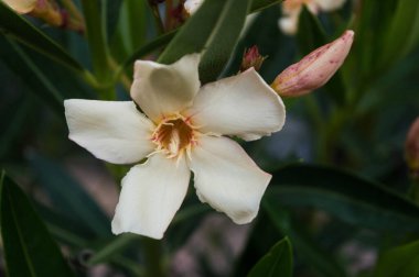 beyaz orleander çiçeği arkaplanı