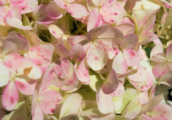 Pink White Hydrangea Blooming Summer Background Close — Fotografia de Stock