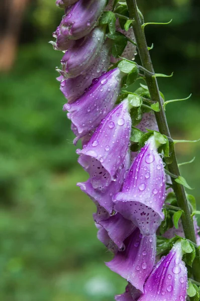 Purple Digitalis Blooming Forest Summer — Fotografia de Stock