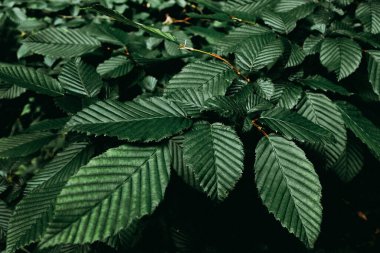 Orman arka planında koyu yeşil yapraklar