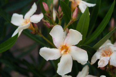 beyaz orleander çiçeği arkaplanı