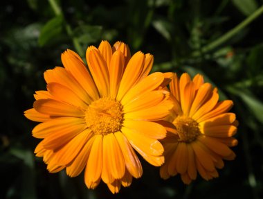 yaz arka planında turuncu kadife çiçeği