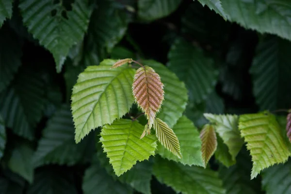 Orman Arka Planında Farklı Tonları Olan Yeşil Yapraklar — Stok fotoğraf