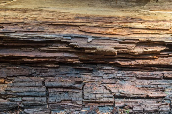 Burned Tree Structure Hit Lightning Background — Stock Fotó