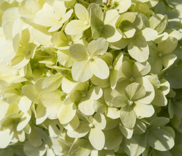 Bílá Hortenzie Květina Kvete Létě Zahradě Pozadí Zblízka — Stock fotografie