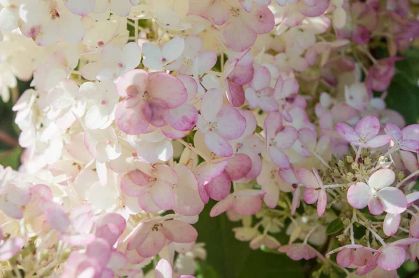 Pink White Hydrangea Blooming Summer Background — Fotografia de Stock