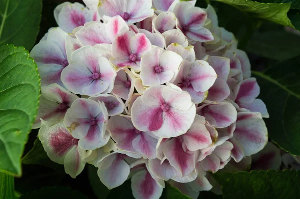 White Pink Phlox Blooming Garden Summer Background — Fotografia de Stock