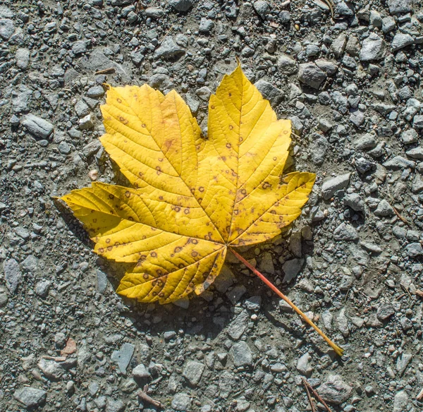 Yellow Maple Leaf Ground Background — Stock Photo, Image