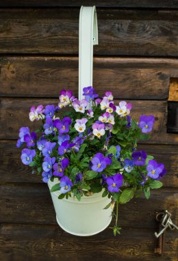 Mavi ve menekşe boynuzlu menekşeler beyaz çiçek saksısında