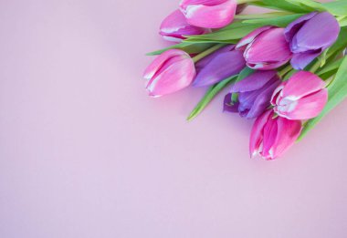 Yumuşak pembe zemin üzerinde pembe ve mor laleler metin arkaplanı için boşluk