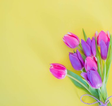 Sarı zemin üzerinde pembe ve mor laleler ve metin arkaplanı için boşluk