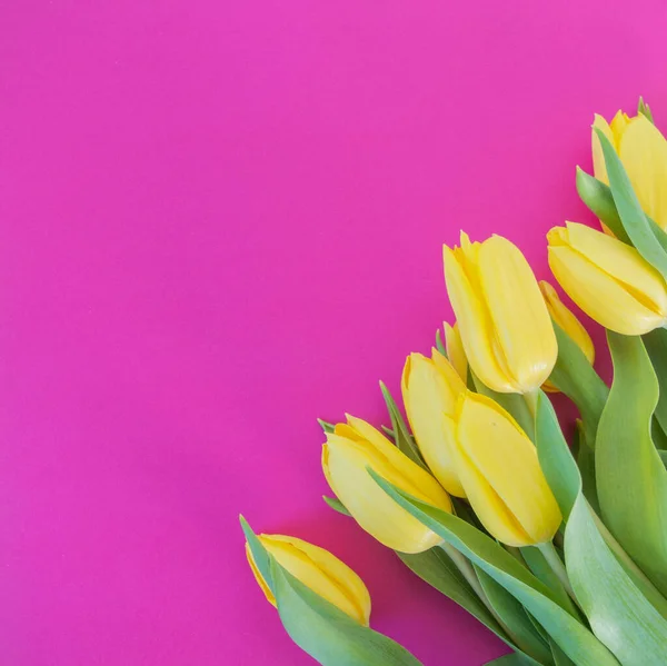 Tulipani Fondo Rosa Con Spazio Sfondo Del Testo — Foto Stock