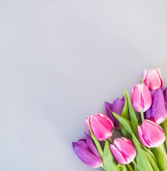 Tulipani Rosa Viola Fondo Grigio Morbido Con Spazio Sfondo Del — Foto Stock