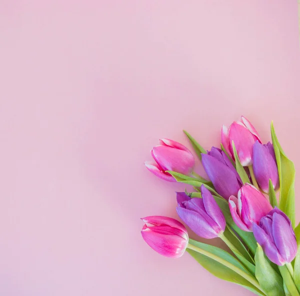 Tulipani Rosa Viola Fondo Rosa Tenue Con Spazio Sfondo Del — Foto Stock