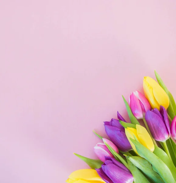 Tulipani Colorati Fondo Rosa Morbido Con Spazio Sfondo Del Testo — Foto Stock