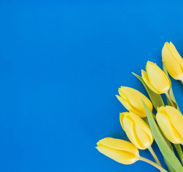 Tulipani Gialli Fondo Blu Con Spazio Sfondo Del Testo Primavera — Foto Stock