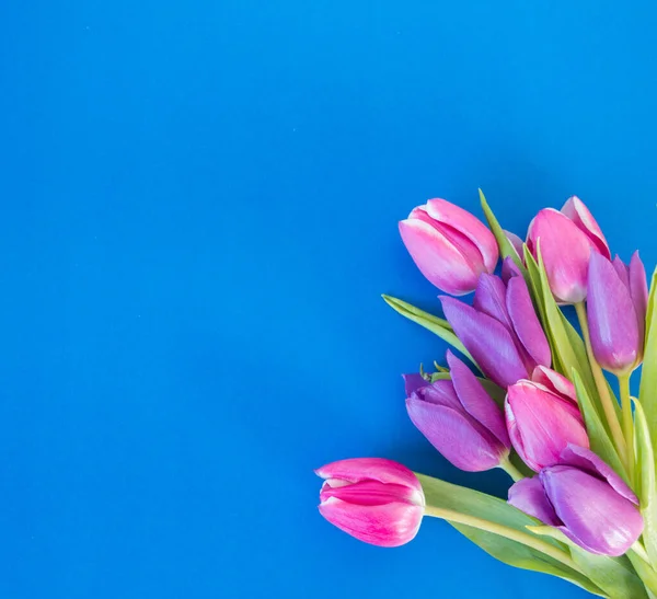 Tulipani Rosa Viola Fondo Blu Con Spazio Sfondo Del Testo — Foto Stock