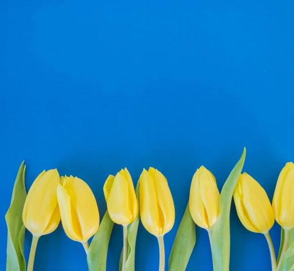 Tulipani Gialli Fondo Blu Con Spazio Sfondo Del Testo Primavera — Foto Stock