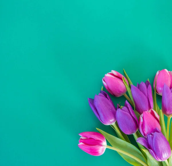 Tulipani Rosa Viola Fondo Verde Con Spazio Sfondo Del Testo — Foto Stock