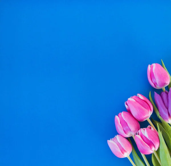 Tulipani Rosa Viola Fondo Blu Con Spazio Sfondo Del Testo — Foto Stock