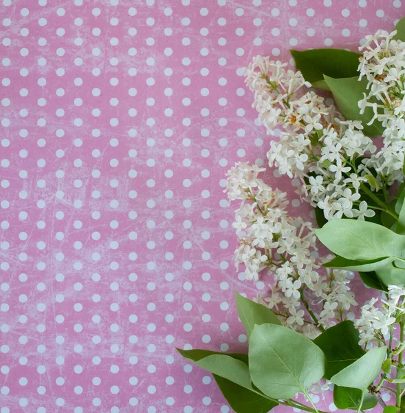 flower on pink dotted ground space for text spring