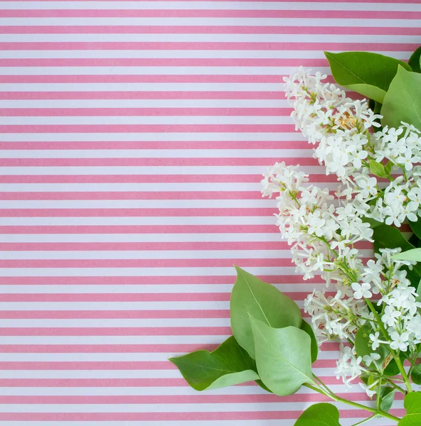 Biały Liliowy Zielonymi Liśćmi Różowym Paski Grunt Wiosna Tło — Zdjęcie stockowe