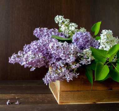 Koyu kahverengi ahşap duvarın önündeki ahşap kutuda mor ve beyaz leylak.