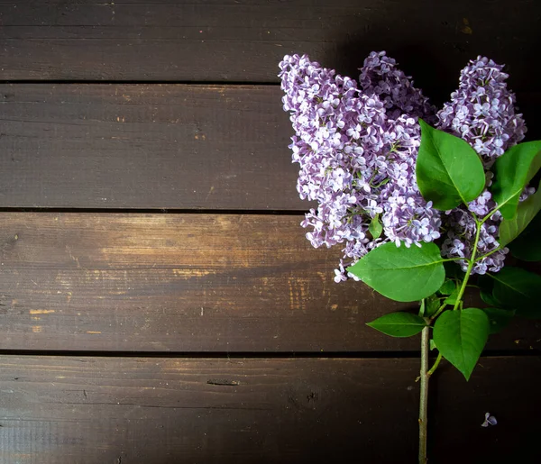 Koyu kahverengi ahşap zemin kaplamalı mor zambak.