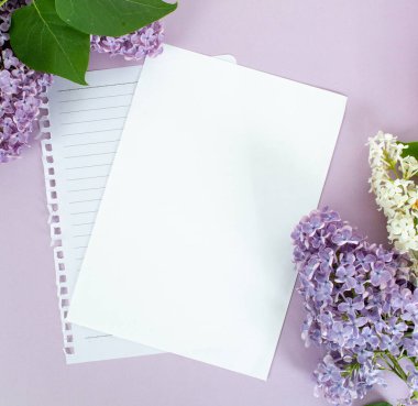 yumuşak menekşe zemin üzerinde beyaz ve mor leylak metin ilkbaharı için beyaz kağıt boşluk