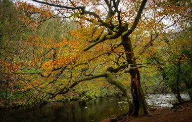 Sonbaharda ormanlık alanda büyük bir ağaç.