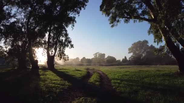 Çimlerin Üzerinde Sabah Çiği — Stok video