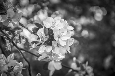 Güzel sakura çiçeği kiraz çiçeği arka planı. Siyah ve beyaz. Tebrik kartı şablonu. Sığ derinlik. Koyu tonlu. Bahar sihirli doğası.