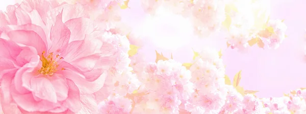 Beautiful Sakura Pink Flower Cherry Blossom Sun Panorama Background Greeting — Stock Photo, Image