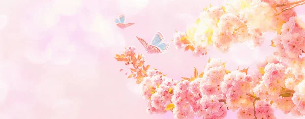 Prachtige Sakura Bloem Bloeiende Boom Vlinders Zonlicht Hemel Achtergrond Wenskaart — Stockfoto