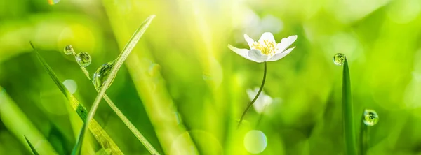 Macro Soft Focus Rain Dew Drops Green Grass Leaves Anemone — Fotografia de Stock