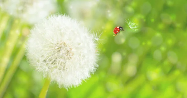 Dreamy Dandelions Blowball Flowers Seeds Fly Wind Ladybug Sunlight Pastel Rechtenvrije Stockafbeeldingen