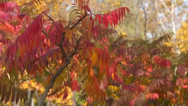Красные Листья Осенних Деревьях — стоковое видео
