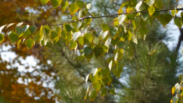 Bříza Větev Podzimní Listy — Stock video