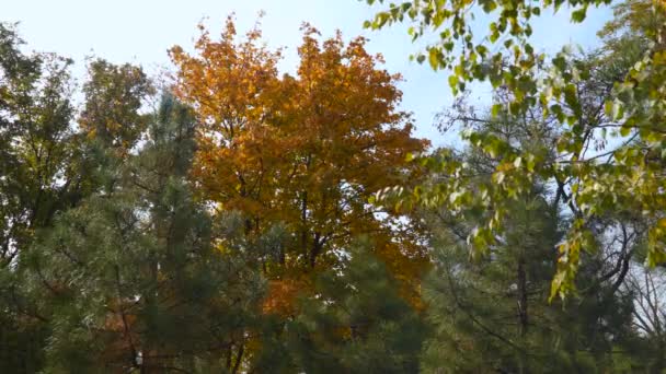 Jesienne Drzewo Żółtymi Liśćmi Niedaleko Zielone Drzewa Iglaste — Wideo stockowe