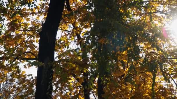 Sun Rays Shining Autumn Leaves Trees — Stock Video
